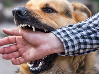 Dog Attack