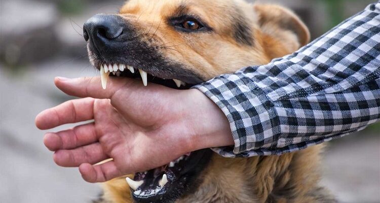 Matthew Davies Shares Tips on Surviving a Dog Attack Dog Attack