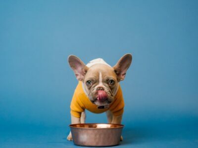 Dog Food
