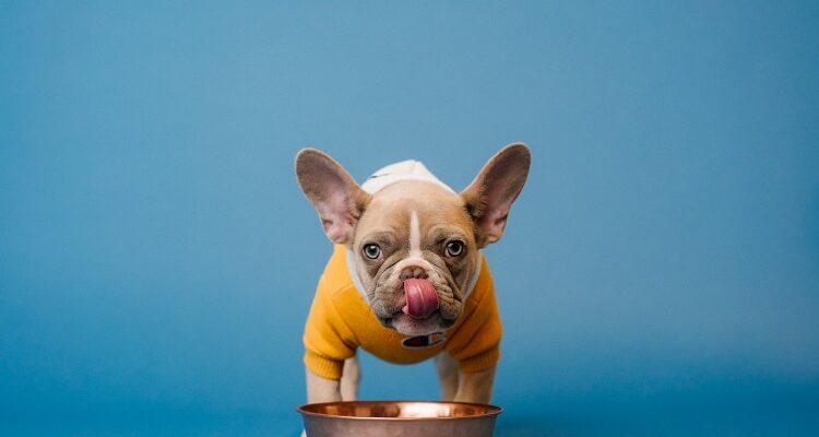 Grain-Free Diets - Give Your Pet the Best Allergy Dog Food Dog Food