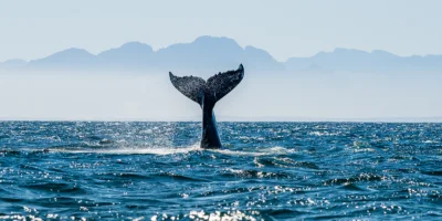 Bring During Your Whale Watching Tour