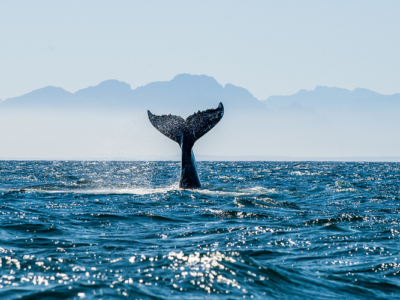 Things to Bring During Your Whale Watching Tour Bring During Your Whale Watching Tour